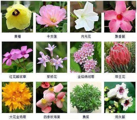 花的名字和图片|拍照识花